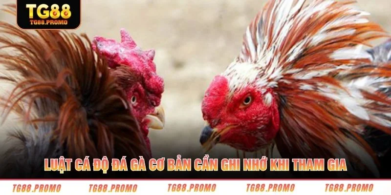 Luật cá độ đá gà cơ bản cần ghi nhớ khi tham gia